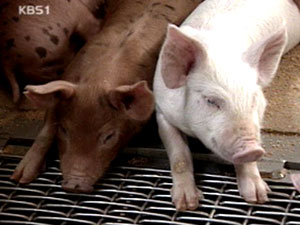 돼지고기 값 ‘고공행진’ 이유는 
