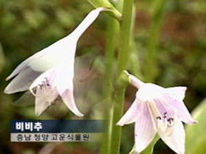 [뉴스광장 영상]충남 고운식물원 ‘비비추’ 