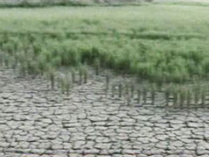 中, 50년만의 최악 가뭄…“목말라요” 