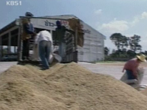 미국 쌀에서 유전자변형 쌀 검출 파문 