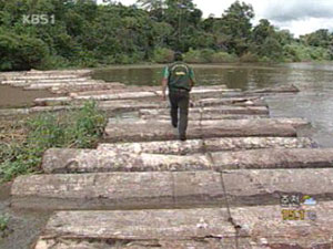 아마존 산림 파괴 속도 감소 