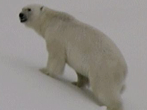 “북극 곰이 이상해”…생태계 교란 심각 