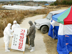 ‘양계 농가-가공공장 초비상’ 차단 총력 