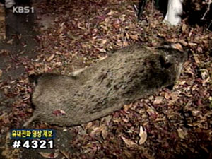 서울 도심에 또 멧돼지 출몰 