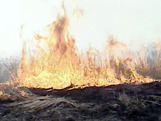 ‘시화호 갈대숲’ 불태우는 속내는? 