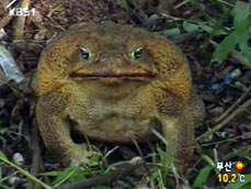 호주서 무게 1㎏ 두꺼비 발견 