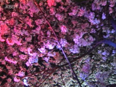여의도 밤 ‘벚꽃축제’ 북적 