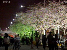 밤을 잊은 ‘봄꽃축제’ 
