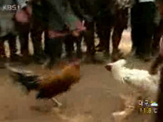 인도 닭싸움 성행 
