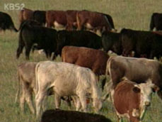 정부, 내일 美 쇠고기 등급관련 입장 발표 