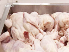 닭고기 오염 식중독균 ‘항생제 내성’ 심각 