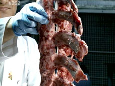 미, 쇠고기 검역 중단에 ‘뼈 개방’ 요구 