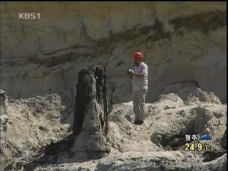 800만년 전 나무 화석 발견 