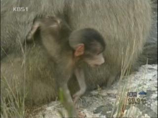 남아공 ‘주거 침입 개코 원숭이’ 골치 