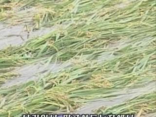 “태풍 위파로 농경지 10만9천정보 침수” 
