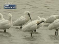 충남 천수만, 겨울 철새 ‘장관’ 