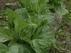 배추·무 작황 부진…‘김장 대란’ 우려 