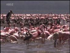 케냐 나쿠루 호수, ‘홍학’ 장관 