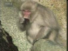 [월드뉴스] 해초 먹는 원숭이 外 