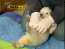 [지구촌 영상] 아기 북극곰의 재롱 