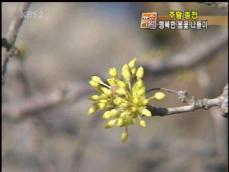[주말충전] 매화·산수유…봄꽃 나들이 