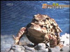 [뉴스타임 현장] 두꺼비, ‘산란’ 위해 목숨 건 대이동 