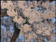 [영상] 진해 ‘군항제’ 개막…눈부신 벚꽃 활짝 