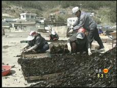 자연산 미역 수확량 감소…어민들 ‘울상’ 