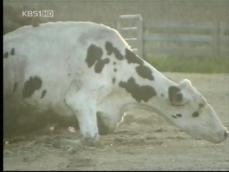 CNN “미 쇠고기 안전시스템 붕괴 중” 