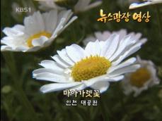[뉴스광장 영상] 마아가렛꽃 