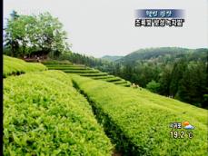[웰빙광장] 초록빛 ‘보성 녹차밭’ 
