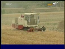 중국 북부지역, 밀 생산량 최고치 기록 