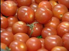 美 토마토서 ‘살모넬라균’ 발견…판매 중단 