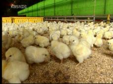 AI 농가 닭 재입식…소비 회복세 