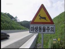 야생 동물 교통사고 ‘위험’ 