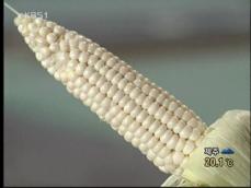 중국산에 가격 역전된 ‘토종 옥수수’ 