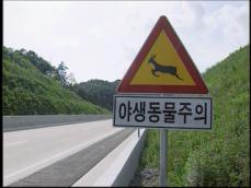 야생동물 피하려다 교통사고 잇따라 