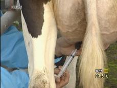 가축, 항생제 ‘봉독’ 으로 치료 