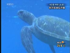 [지구촌 현장] 日 위기의 ‘바다 거북’ 