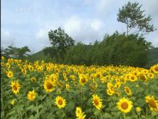 [뉴스광장 영상] 전남 함평군 해보면 