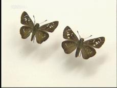 ‘미기록 희귀 나비’ 국내 첫 발견 