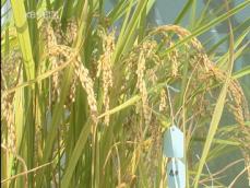 곡물 자급율 27%…기후변화 ‘식량안보 위협’ 