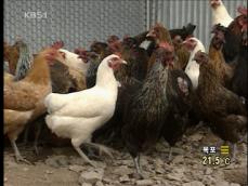 ‘한마리 6만원’ 친환경 명품 토종닭 