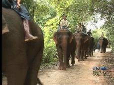 태국 코끼리 교육 캠프 