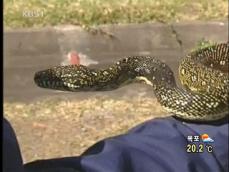 호주, 고압선 올라간 비단뱀 구출 
