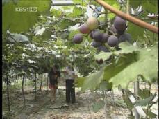 전북지역 ‘쌀 직불금’ 부풀리기·중복 지급 