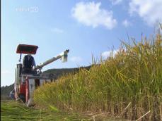 쌀 직불금 지급 ‘농촌 거주자’로 한정 