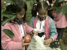 경북 군위, ‘이색 사과 따기’ 체험 