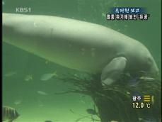 [특파원 보고] 위기에 처한 ‘듀공’ 서식지 