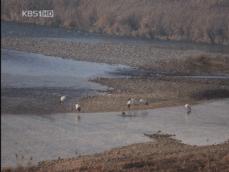 베일 벗은 ‘DMZ 생태계’…희귀동물 서식 